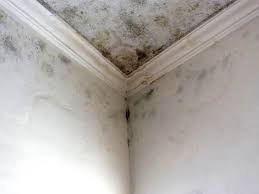 Best Mold Odor Removal Services  in Fort Scott, KS